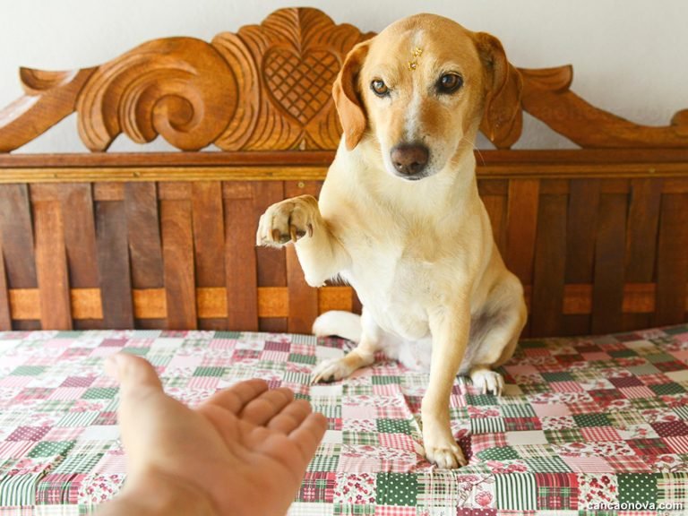 O fenômeno das “mães de pet” e das “mães que não querem ser mães”